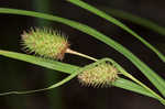 Cattail sedge